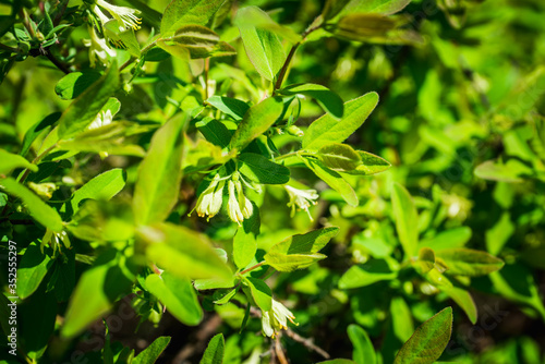 Blooming honeysuckle branch with new green leaves. Selective focus. Shallow depth of field.