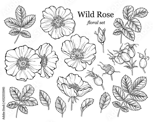 Wild rose flower set, line art drawing. Outline floral design elements isolated on white background, vector illustration