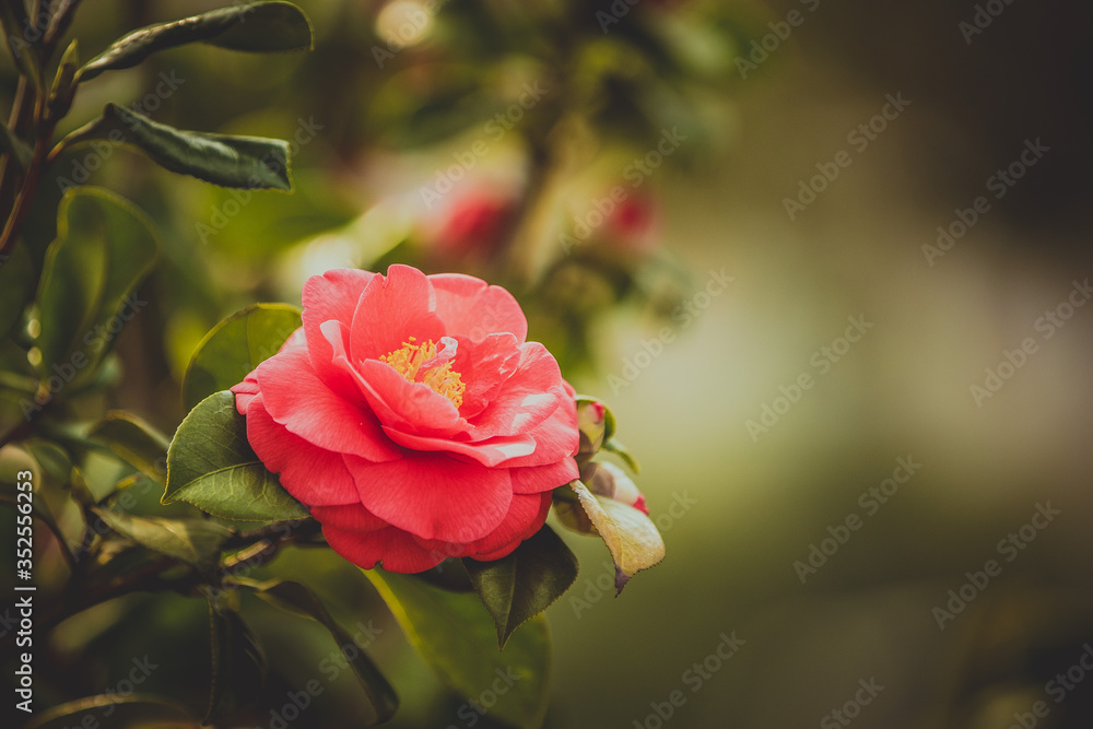 Obraz premium pink rose in garden