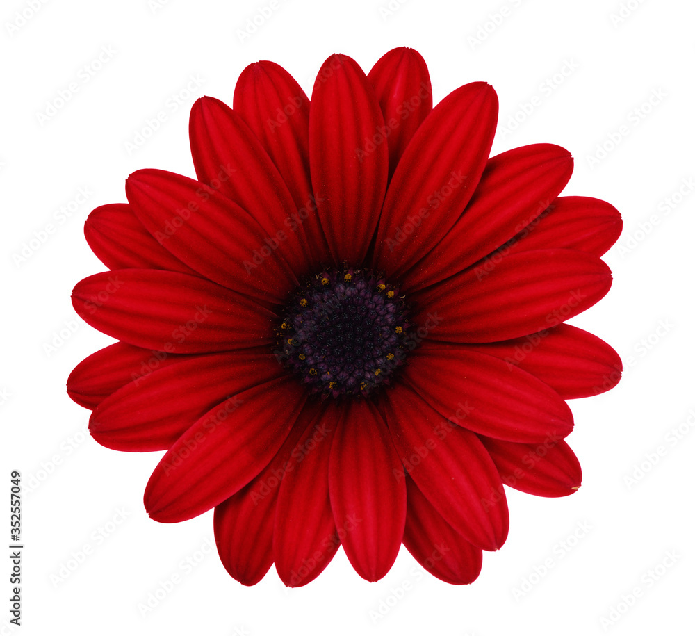 flower flower