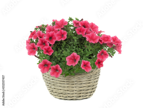 beautiful bouquet of sulfinia in a pot isolated on a white background