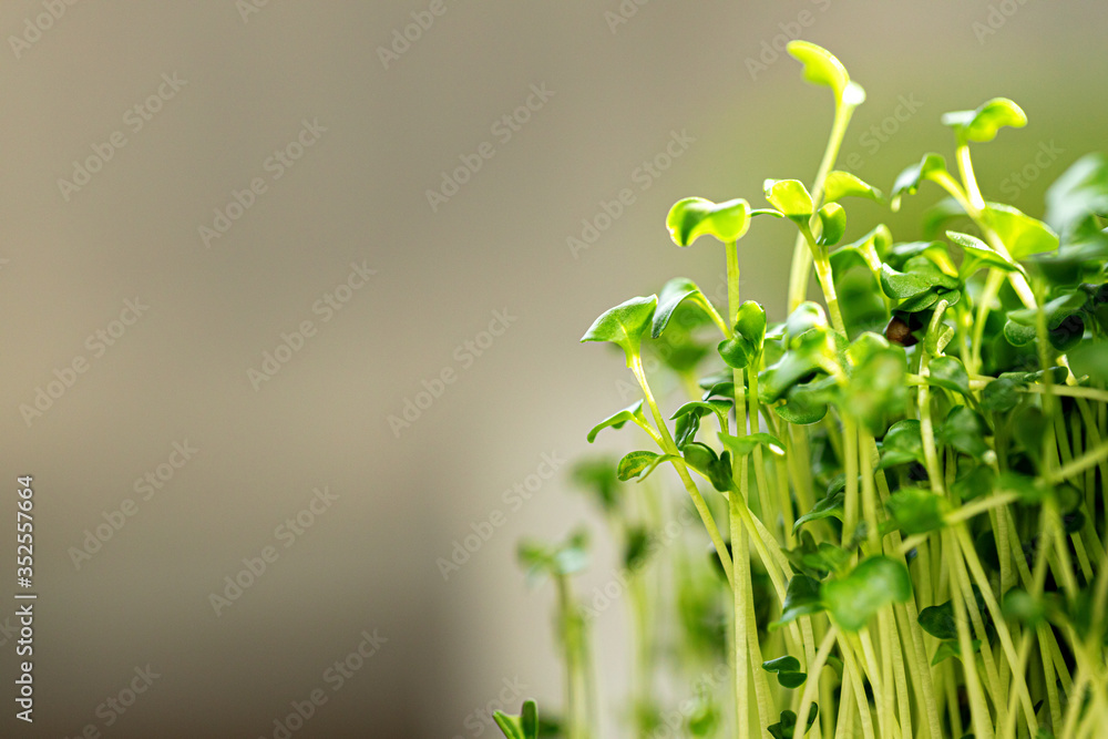 Young green sprout of micro green on blurred background Young green sprout of micro green on blurred background