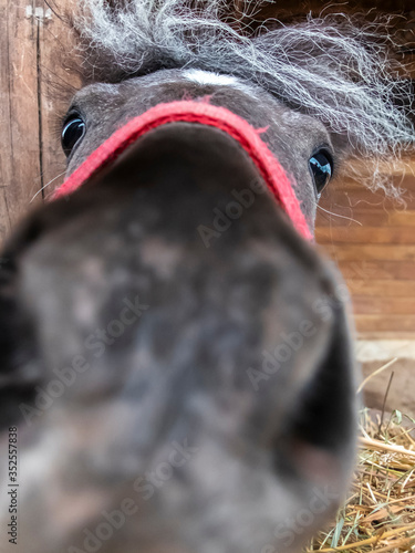 A close-up of a curious horse's nose. (ID: 352557838)