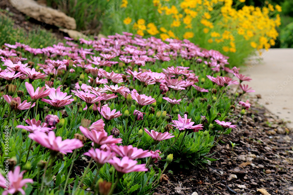 Flower field Flower field