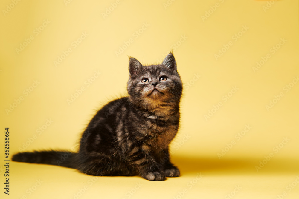 Adorable scottish black tabby kitten on yellow background.