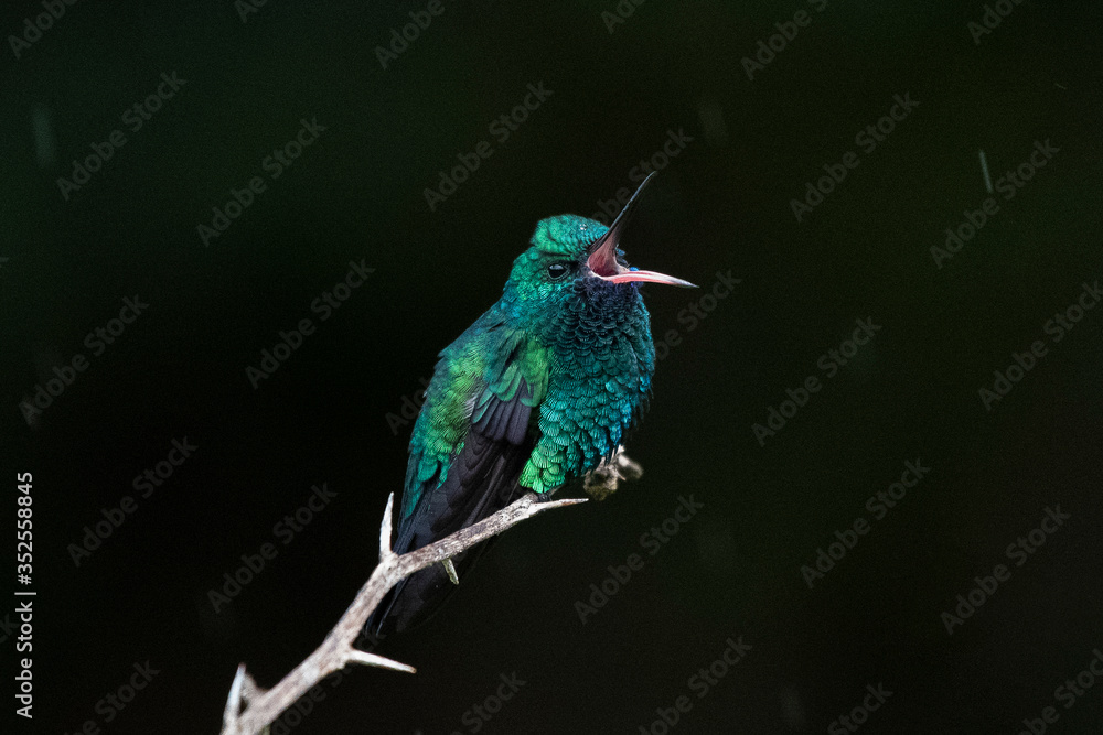 Fototapeta premium kingfisher on a branch