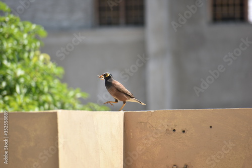 sparrow on a fence