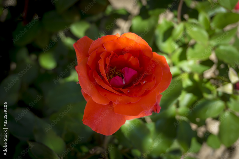 Red bulgarian rose looks amazingly beautiful in garden. A symbol of romance and love. Red bulgarian rose looks amazingly beautiful in garden. A symbol of romance and love.