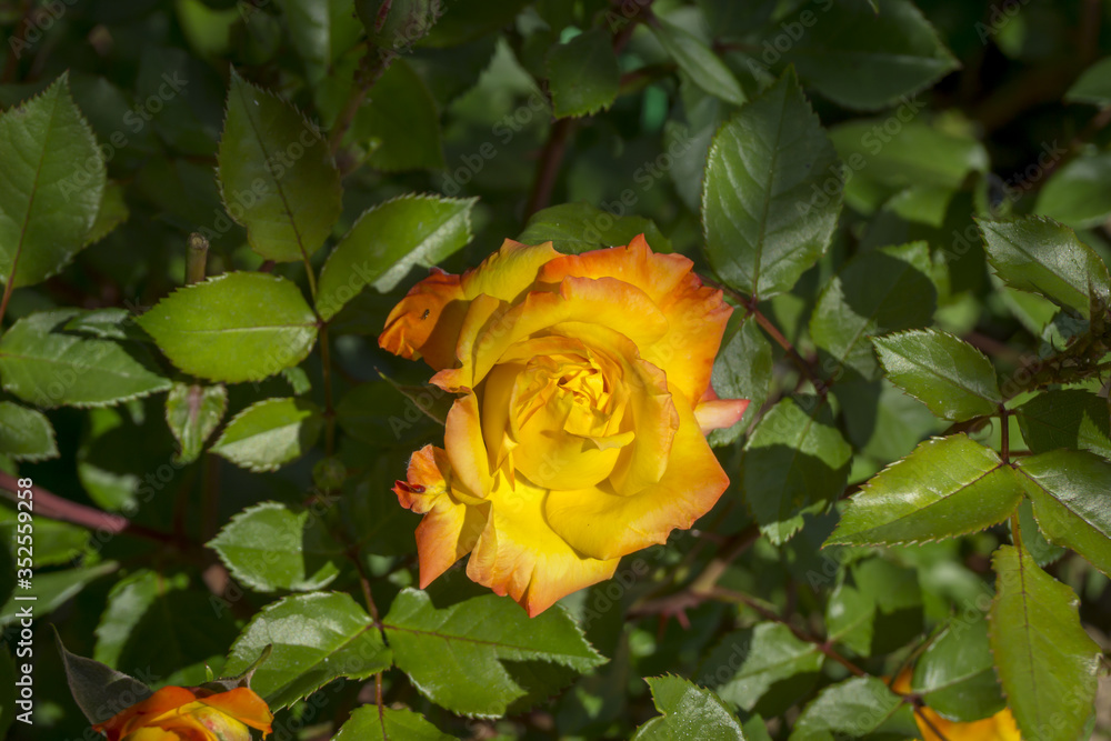 Close up of Yellow bulgarian rose which looks amazingly beautiful in garden. Close up of Yellow bulgarian rose which looks amazingly beautiful in garden.