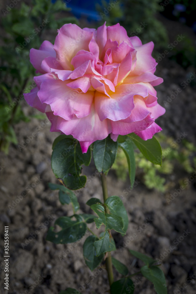 Pink bulgarian rose looks amazingly beautiful in garden. Pink bulgarian rose looks amazingly beautiful in garden.