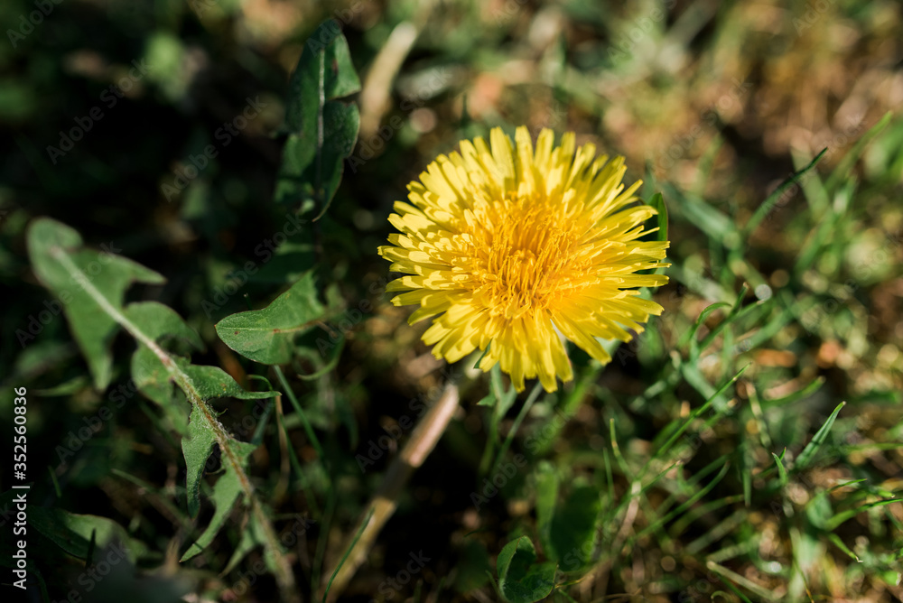 Common yellow dandelion in a green meadow on a sunny day. The yellow dandelion flowers close up on green background. Wild plant flower shot in summer. Taraxacum officinale family Asteraceae Common yellow dandelion in a green meadow on a sunny day. The yellow dandelion flowers close up on green background. Wild plant flower shot in summer. Taraxacum officinale family Asteraceae