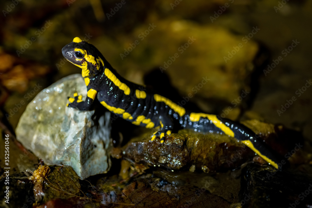 Fototapeta premium Feuersalamander Salamandra salamandra Lurch Amphibien Nacht Bach Wasser Flecken schwarz-gelb giftig Europa Regen Deutschland Iserlohn Sauerland Wald Selten geschützt Naturschutz gefährdete Art