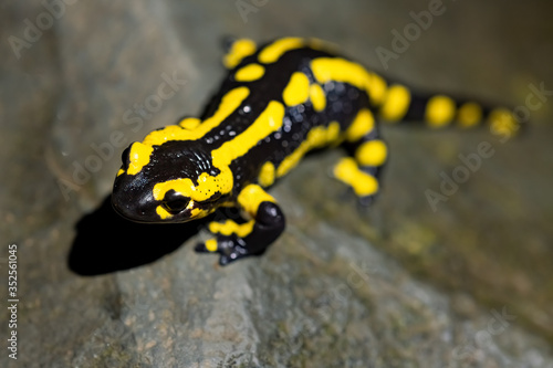 Feuersalamander Salamandra salamandra Lurch Amphibien Nacht Bach Wasser Flecken schwarz-gelb giftig Europa Regen Deutschland Iserlohn Sauerland Wald Selten geschützt Naturschutz gefährdete Art