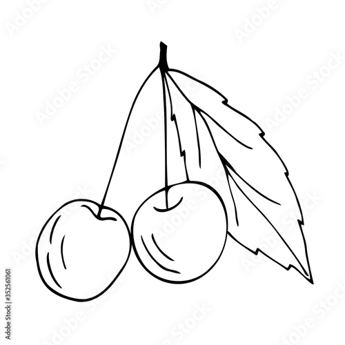 Wallpaper Mural Doodle Cherry. Ripe cherry on a branch with a leaf. Freehand drawing. A set of cherries. Black lines on a white background. Cherry isolated on a white background. Vector. Torontodigital.ca