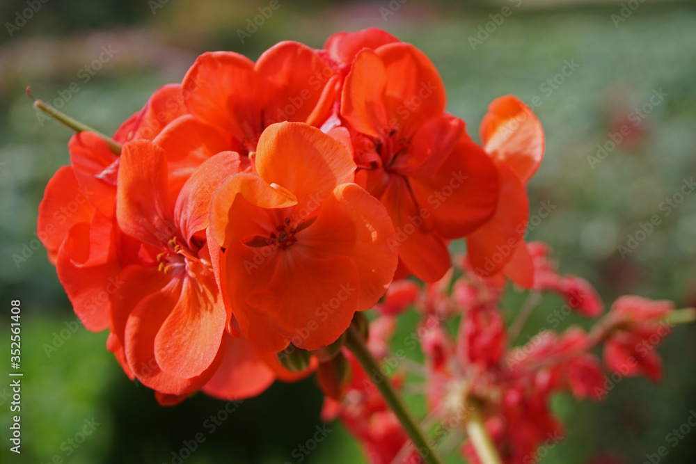 Bright Red Geranium flowers Bright Red Geranium flowers