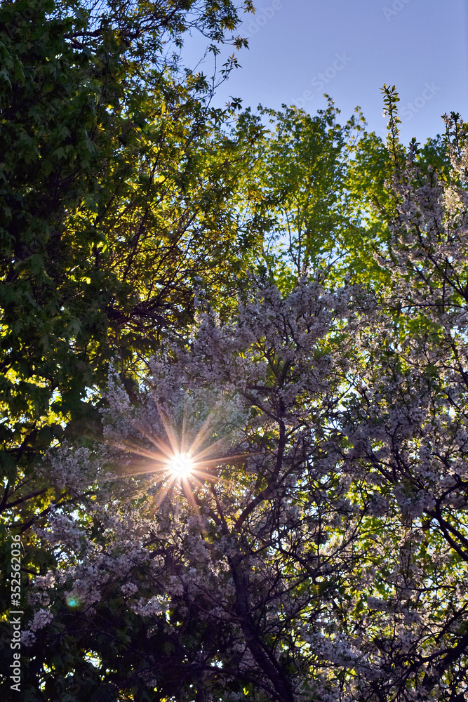 Obraz premium flowering apple trees in the city garden at sunset