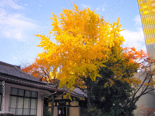 神社の銀杏