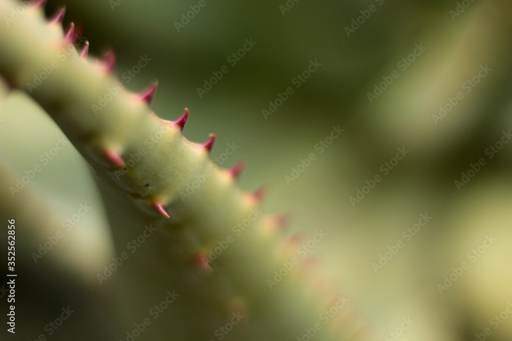 Fototapeta premium Succulent and cactus - Green plants background. Organic texture. Abstract texture. 