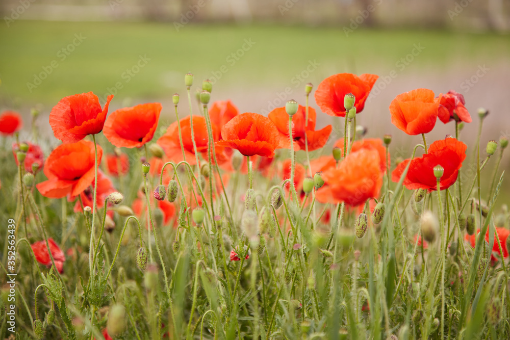 Fototapeta premium a large field in the village with red blooming poppies and green leaves on a spring day in the sun. Delicate poppy petals flutter in the wind under the warm sun, horizontal photo