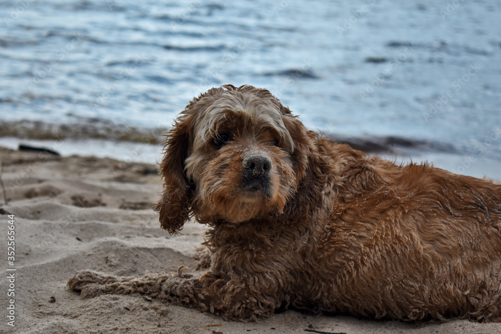 Dog Cocker Spaniel on Sandy Beach