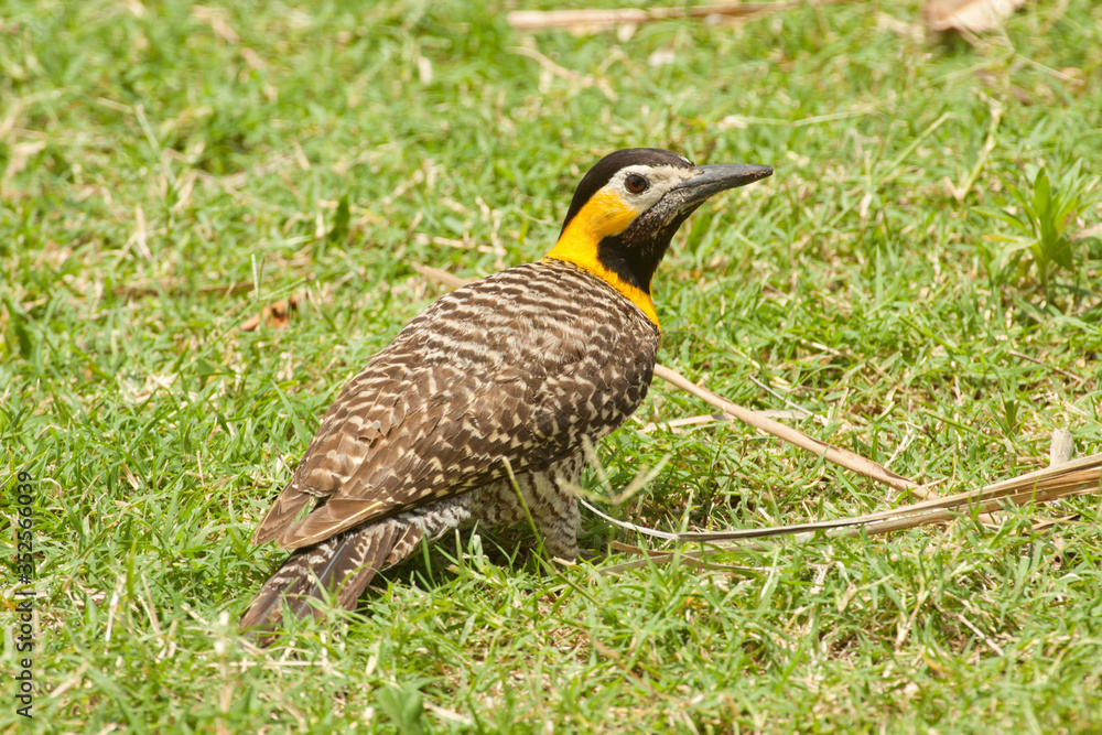 Obraz premium Pica-pau-do-campo (Colaptes campestris campestris); chÃ£-chÃ£; Field Flicker; carpintero campestre