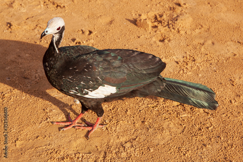 Commom piping guan photo