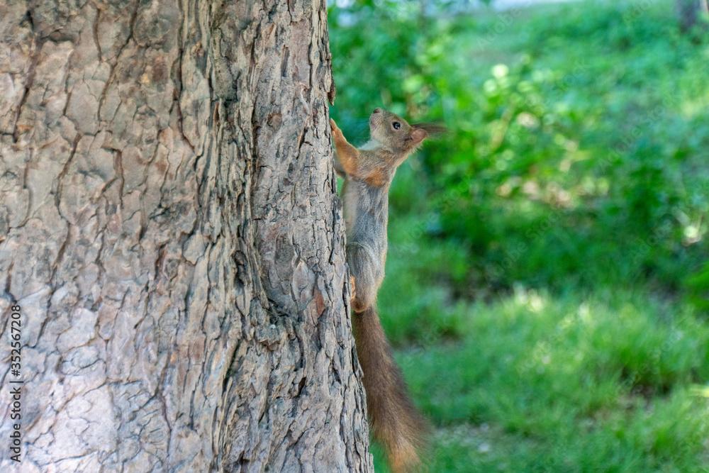 Eichhörnchen sitzt auf einem Baumstamm und posiert Eichhörnchen sitzt auf einem Baumstamm und posiert