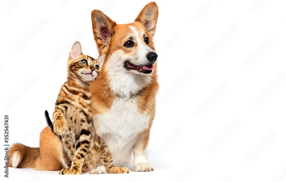cat and dog together looking sideways together on a white background