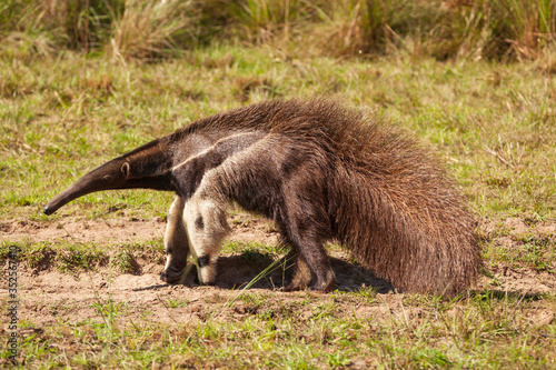 Giant anteater  myrmecophaga tridactyla © Eduardo Justiniano