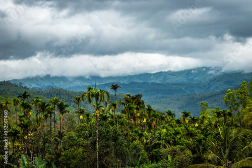 forests dense with mountain background and dramatic cloud