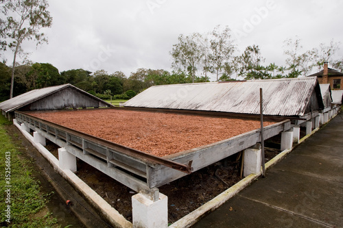 Secagem dos grÃ£os de Cacau (Theobroma cacao); Malvaceae photo