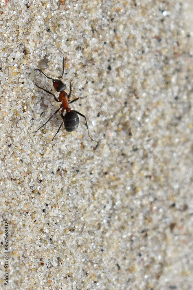 ant crawling on the sand