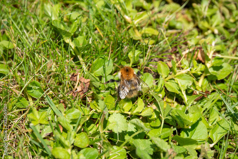 Hummel krabbelt am Boden