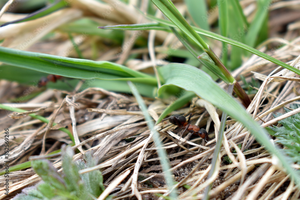 ant carries another ant