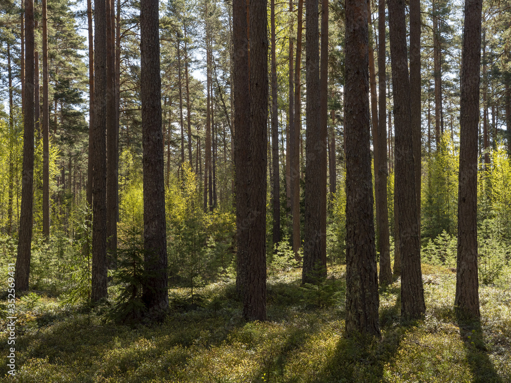 Scenic view of an old forest landscape in sunrise Scenic view of an old forest landscape in sunrise