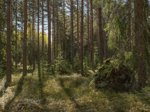 Scenic view of an old forest landscape in sunrise © Conny Sjostrom