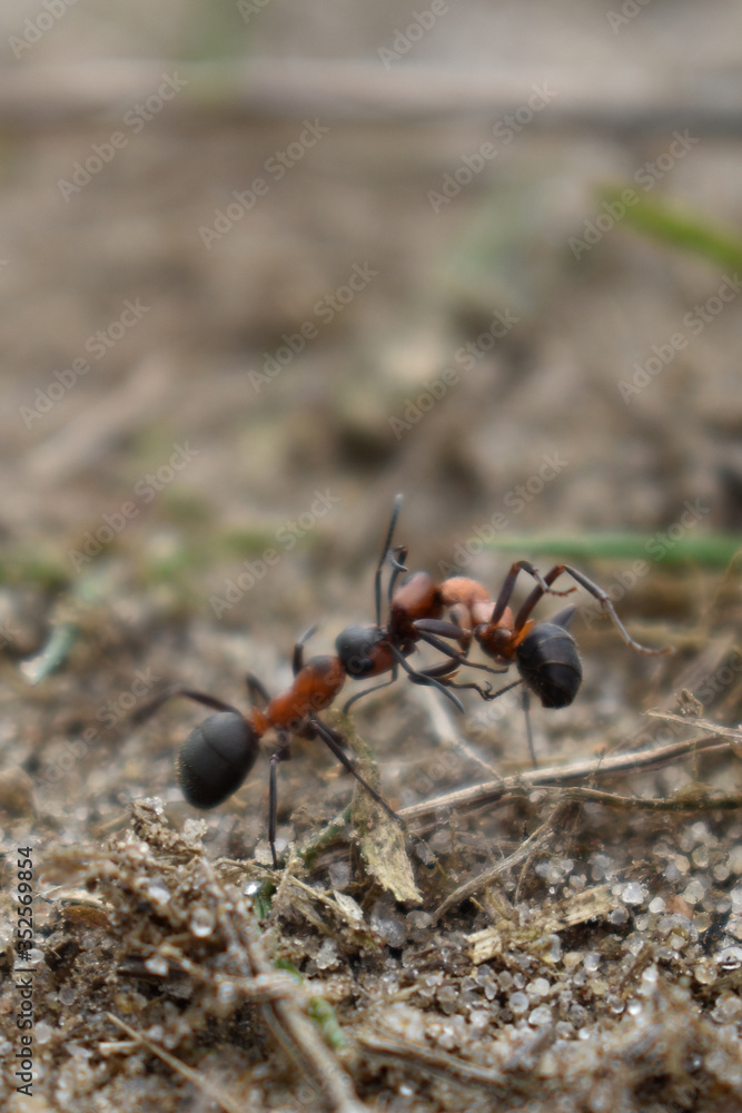 ant carries another ant ant carries another ant
