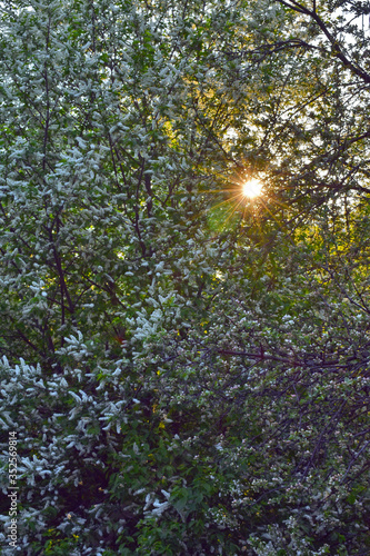 flowering apple trees in the city garden at sunset