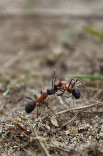 ant carries another ant © Igor