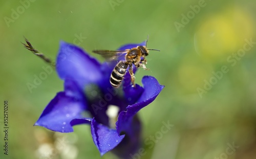 Wallpaper Mural Fleur pollinisation abeille Torontodigital.ca
