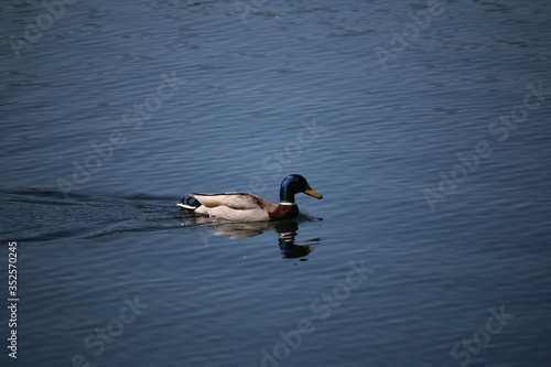 Mallard Swimming in the Lake