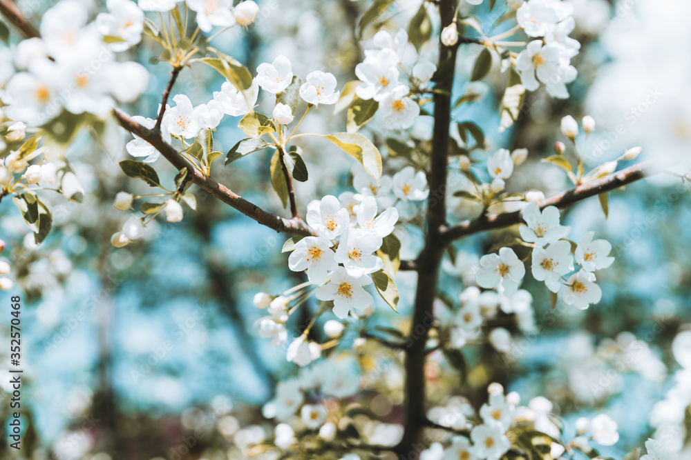 Blooming apple tree in the garden. Selective focus. Blooming apple tree in the garden. Selective focus.
