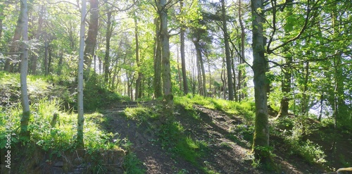 green forest in the morning