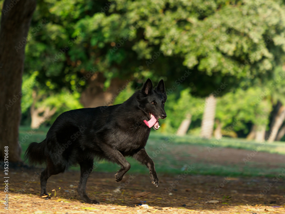 A Running Black Dog 