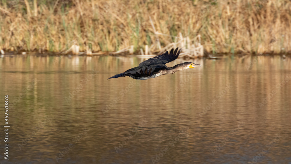 Great black cormorant (Phalacrocorax carbo) flying over water with reed as background in germany