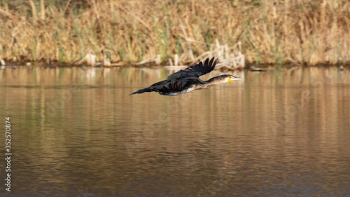 Great black cormorant (Phalacrocorax carbo) flying over water with reed as background in germany