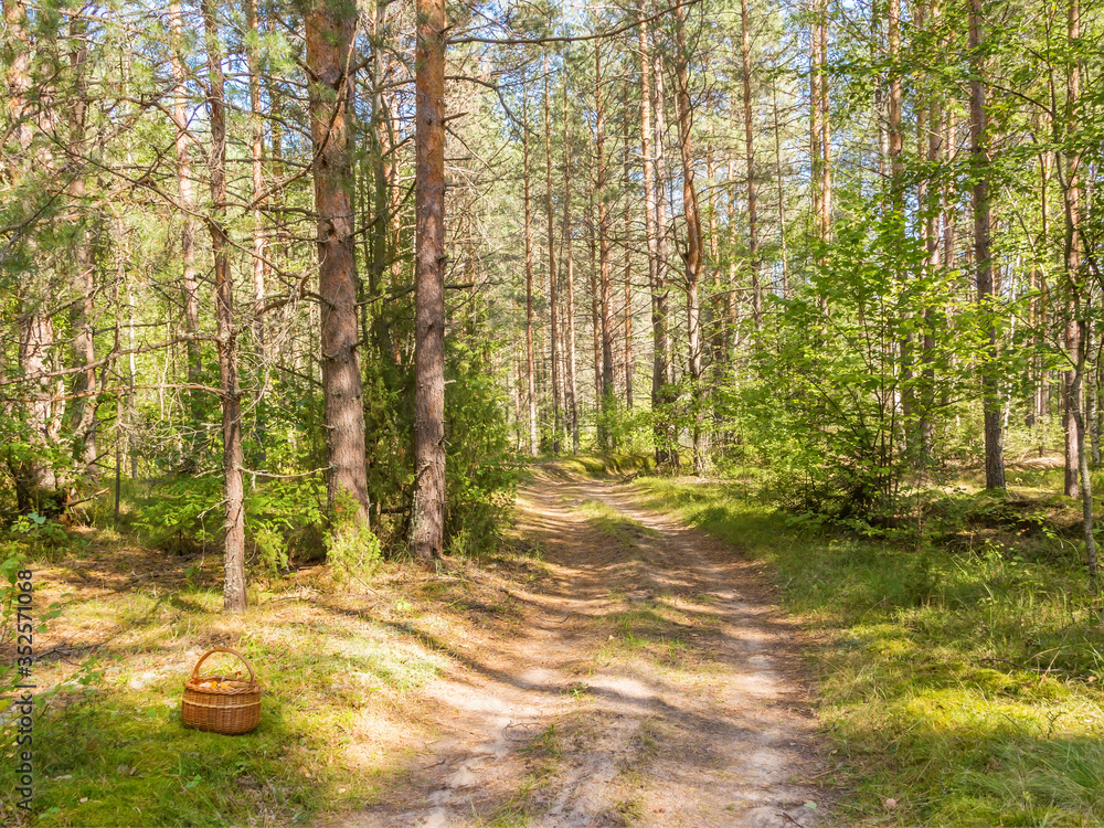 Forest road and basket with mushrooms Forest road and basket with mushrooms