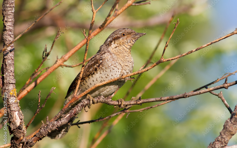 Fototapeta premium Eurasian wryneck, Jynx torquilla. A bird sits on a tree branch