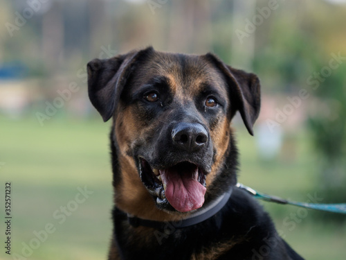 Wallpaper Mural Dog Close-up Portrait Torontodigital.ca