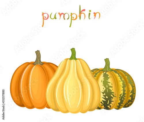 Composition with pumpkins. Three kinds of fresh vegetables.